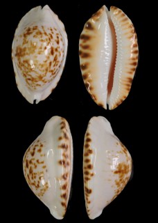 バタビーケティヘルメットダカラ (仮称) Zoila ketyana bataviensis small