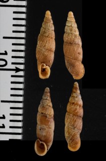 キュウシュウギセル Paganizaptyx subaurantiaca kyusyuensis small