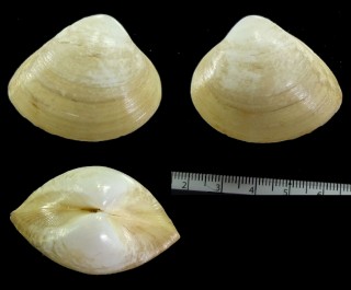 ハマグリタママキ Mactra abbreviata small