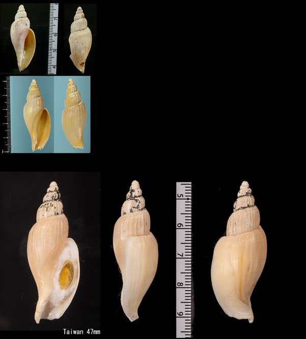 スカシヒタチオビ Fulgoraria pratasensis small