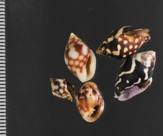 ミソラフトコロ Pictocolumbella ocellata small