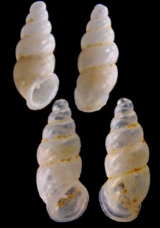 スマトラケシガイ (仮称) Carychium javanicum elatum small