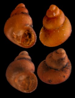スジナシカリマンタンオカタニシ (仮称) Georissa sp. small