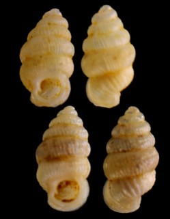 マドゥアナゴマガイ (仮称) Diplommatina maduana maduana small