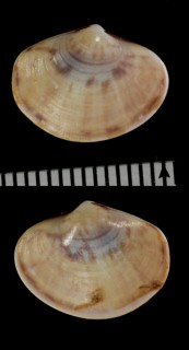 ミワスレガイ　見忘貝 Cyclosunetta comtenpta small