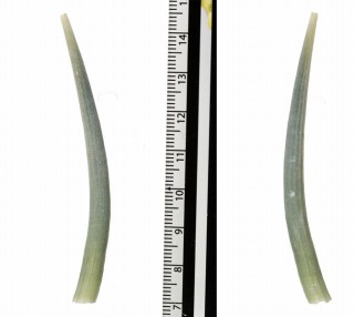 ミズイロツノガイ Dentalium aprinum small