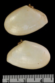 フロリダサラガイ Tellina alternata small