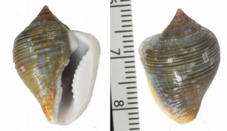 アツクチビルフトコロ (仮称) Columbella labiosa small