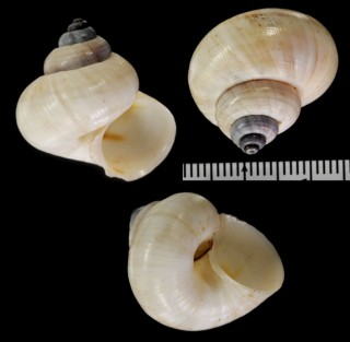 イワマヤマタマキビ (仮称) Tropidophora microchasma small
