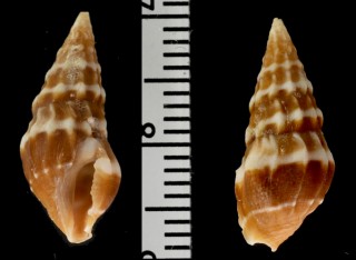 イソワウミクダマキ (仮称) Clavus isowai small