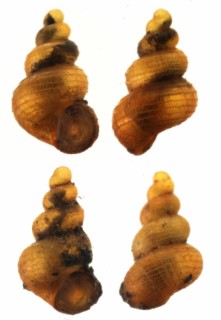 シーチャントウダカゴマオカタニシ (仮称) Georissa sp. small