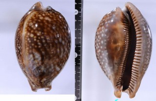 シカダカラ Macrocypraea cervus small