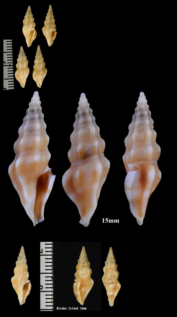 ヤセツノクダマキ Clavus similis small