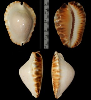 ケティヘルメットダカラ　ハイパーキャティアナ Zoila ketyana ketyana hypermarginata small
