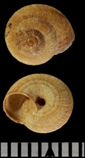オカウズマキの仲間 イスラエル Trochoidea langloisiana hierocontina small