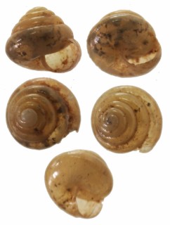 スマトラボニンキビ (仮称) Liardetia sp. small