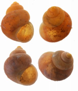モンテロサゴマオカタニシ (仮称) Georissa monterosatiana small