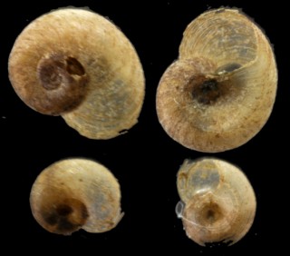 ヒロクチヒラマキガイ Gyraulus amplificatus small