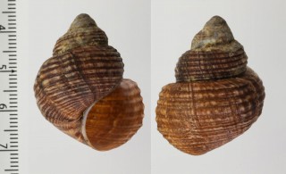 メイニットタニシ (仮称) Viviparus mainitensis small