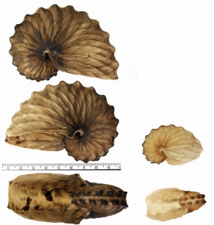 タコブネ Argonauta hians small