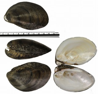 シッコウガマノセ (仮称) Lamprotula tortuosa small