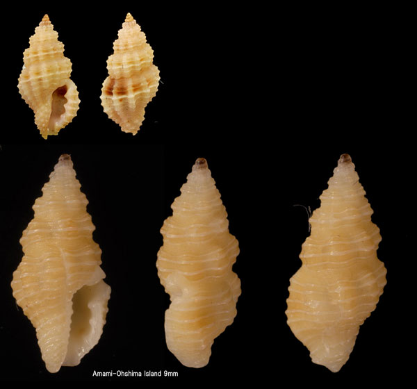 キイロアラボリクチキレツブ Lienardia compta small