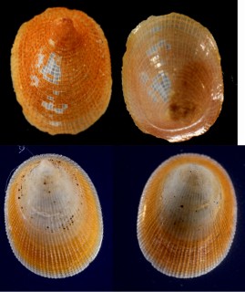 ツメナリミヤコドリ Phenacolepas unguiformis small