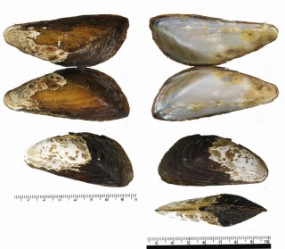 サンカクカワマテ (仮称) Solenaia triangularis small