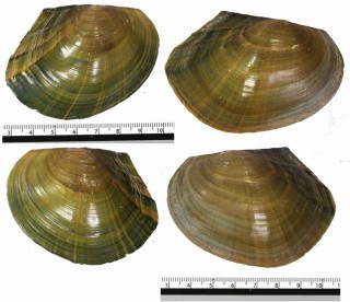 ドブガイモドキ 擬蚌 Cristaria tenuis small