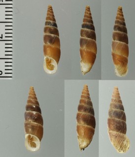リウボカチギセル (仮称) Alopia glorifica boettgeri small
