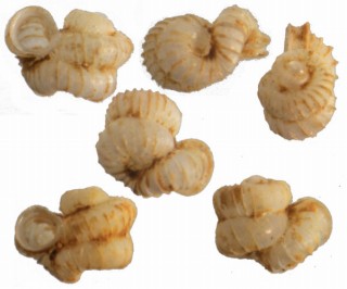 バイオリニストノタウチ (仮称) Opisthostoma semisolutum small
