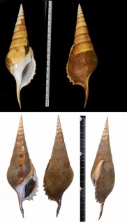 ダイコクボラ Tibia insulaechorab curta small