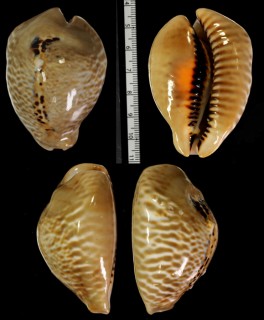 ドンモーリニセネズミダカラ Muracypraea mus donmoorei small