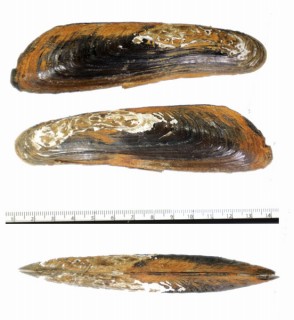 カンランカワマテ (仮称) Solenaia oleivora small