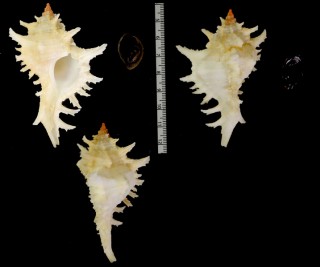 フランチガンゼキボラ (仮称) Chicoreus franchii small