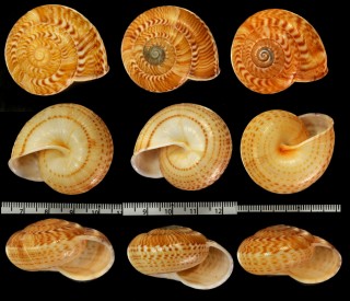 フェアチャイルドヒモマキマイマイ (仮称) Solaropsis fairchildi small