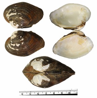 フクレシナイシガイ (仮称) Acuticosta ovata small