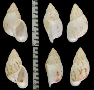 マルミミナガホカケマイマイ Cochlorina aurismuris small