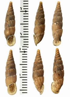 ビールズギセル (仮称) Alopia bielzii bielzii small