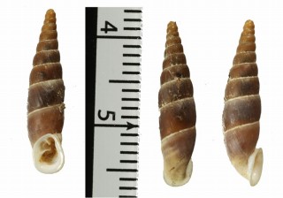 カパティナヒルデガードギセル (仮称) Alopia hildegardae fortunata small