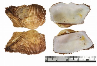 アメリカエガイ Barbatia candida small