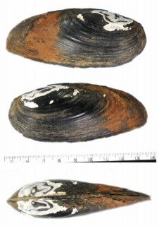 チョウセンイシガイ Unio douglasiae small