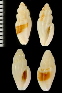 ハンオビコトツブ Eucithara semizonata small