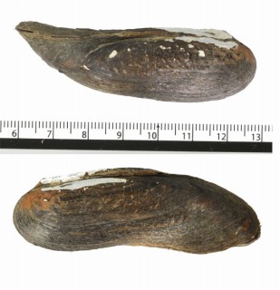 サンガタネジレササノハ (仮称) Lanceolaria triformis small