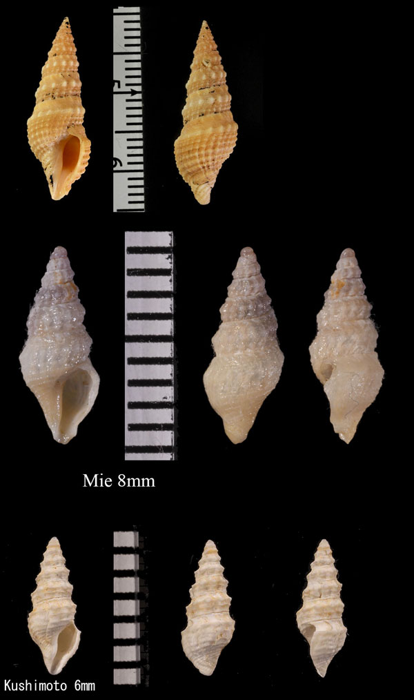 イボヒメシャジク Paradrillia inconstans small