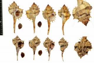 ガルシアツブリ Murex garciai small