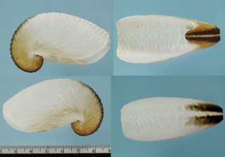 ヤサガタタコブネ Argonauta nouryi small