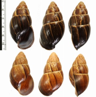 ハルトウェグナガマイマイ (仮称) Thaumastus hartwegi small