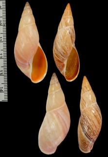 クチアカミカンマイマイ Drymaeus farrisi small