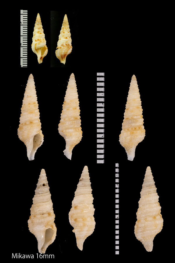 ニシキジュズカケクダマキ Gemmula pseudogranosa small